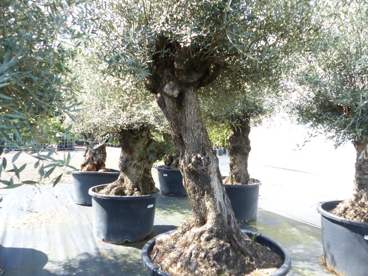 exakt dieser Baum Nr. 24N, 220 cm, Olivenbaum, Bonsai, knorrige alte urige Olive winterhart