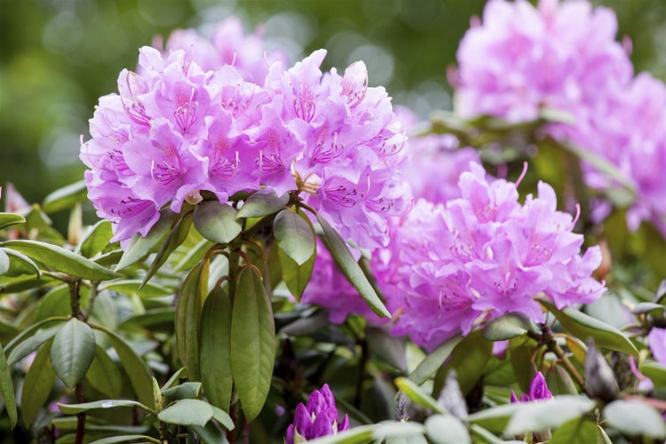 Nahaufnahme von Rhododendronblüten
