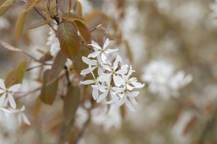 Amelanchier 'Ballerina', Felsenbirne, weiß, 60–100 cm