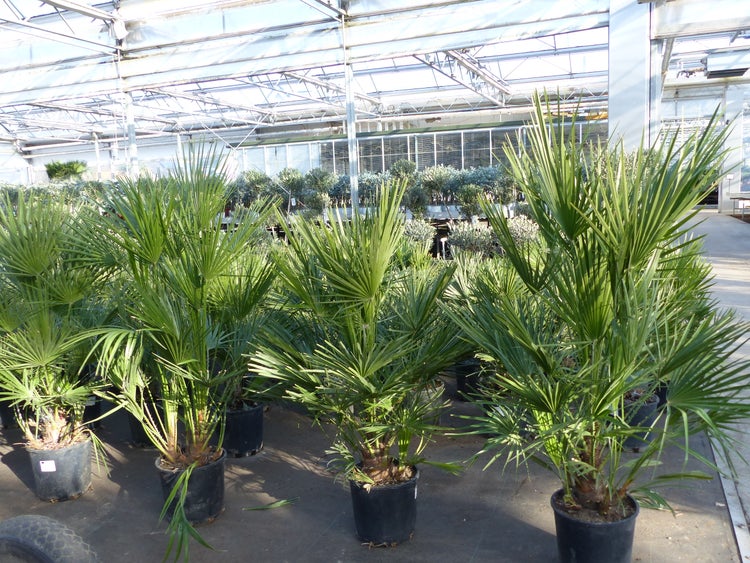 Palme120-130 cm Zwergpalme Chamaerops Humilis, winterhart bis -12°C