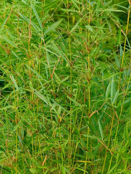 Fargesia robusta 'Pingwu', Bambus, 125–150 cm