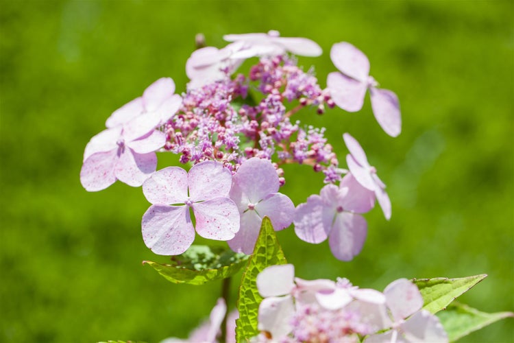 Hydrangea serrata 'Bluebird', Hortensie, blau, 30–40 cm