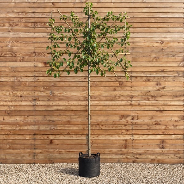 Ein Spalierbaum mit quadratischer Form in einem schwarzen Pflanzgefäß vor einer Holzfassade.