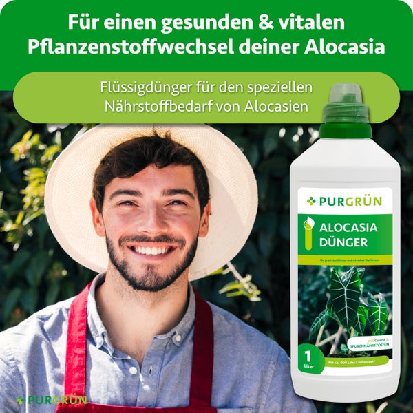 Eine Flasche Purgrün Alocasia Dünger mit einem Liter Inhalt und lächelnder Mann mit Sonnenhut im Hintergrund