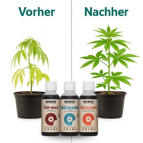 Vergleich einer Pflanze vor und nach der Anwendung von Biobizz Top-Max, Bio-Heaven und Bio-Bloom organischen Düngemitteln.