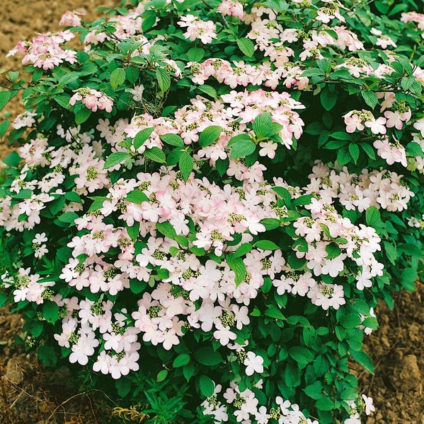 Viburnum plicatum 'Pink Beauty', Japanischer Schneeball, rosa, 40–60 cm