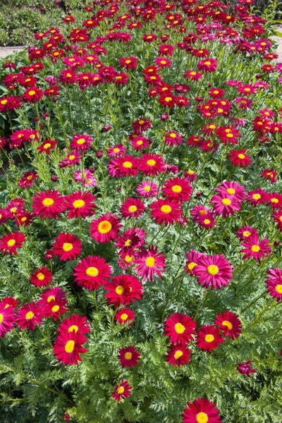 Tanacetum coccineum 'Robinsons Rot', Rote Margerite, ca. 9x9 cm Topf