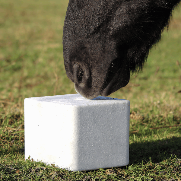 Pferd leckt an einem Salzleckstein