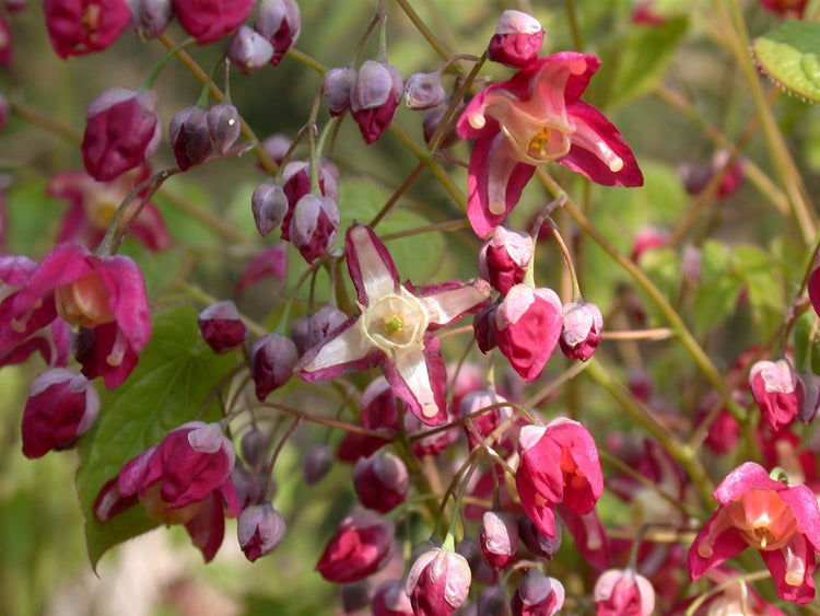 Epimedium alpinum, Elfenblume, ca. 9x9 cm Topf, zierlich