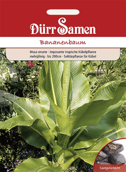 Dürr Samen Logo, Saatgut Bananenbaum Musa ensete, tropische Kübelpflanze, mehrjährig, bis 200 Zentimeter.
