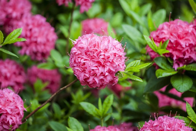 Rhododendron luteum 'Homebush', rosa Blüten, 30–40 cm