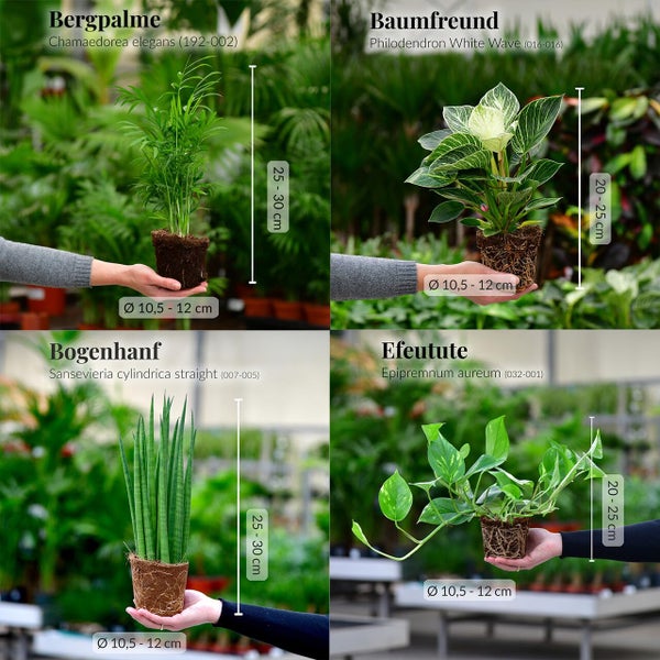 6er Zimmerpflanzen Set – Bergpalme, Efeutute, Monstera, Bogenhanf, Glücksfeder – pflegeleicht, luftreinigend – Höhe 20–70 cm, Töpfe 10,5–17 cm