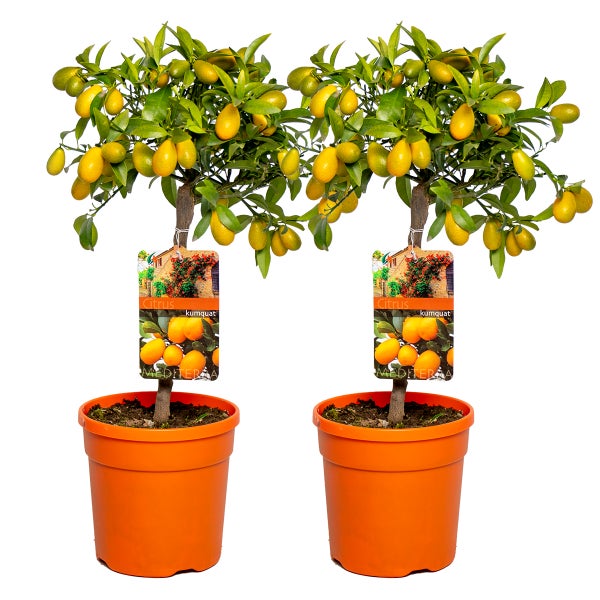 2x Citrus Margarita 'Kumquat' - Orangenbaum - Obstbaum - Immergrün - ⌀19 cm - ↕50-60 cm