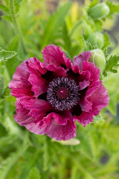 Papaver orientale 'Patty's Plum', Türkischer Mohn, pflaumenfarben, ca. 11x11 cm Topf