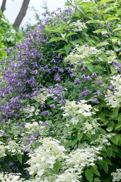 Hydrangea paniculata 'Early Sensation', Rispenhortensie, 60–80 cm