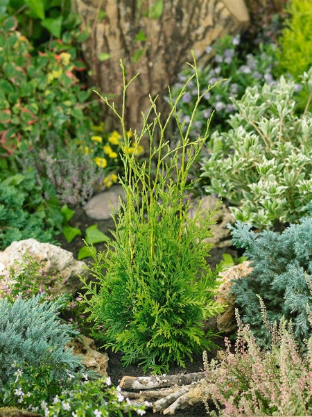 Im Bild ist ein kleiner Lebensbaum in einem Gartenbeet zu sehen.