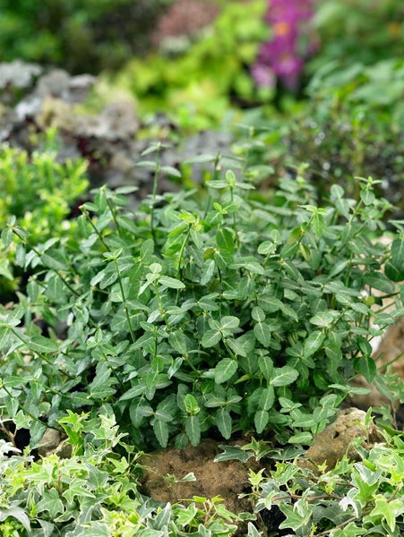 Euonymus fortunei 'Radicans', Kriechspindel, immergrün, ca. 9x9 cm Topf