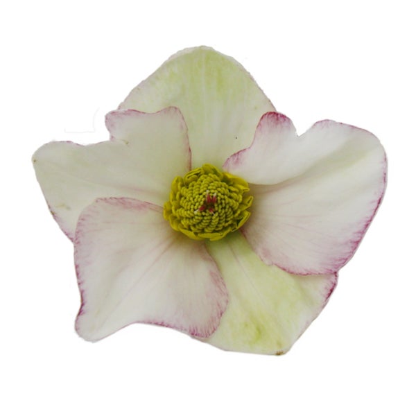 Einzelne Christrose mit gelber Blüte