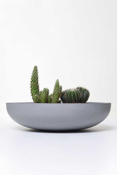 Kaktus-Arrangement mit verschiedenen Kakteen in einer grauen, schalenförmigen Betonschale.