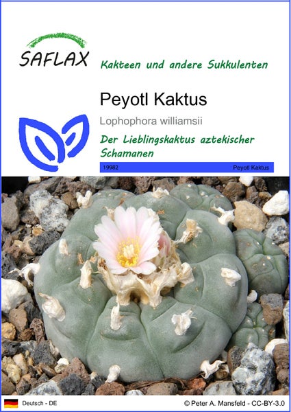 SAFLAX  - Peyotl Kaktus  - Lophophora williamsii - 20 Samen