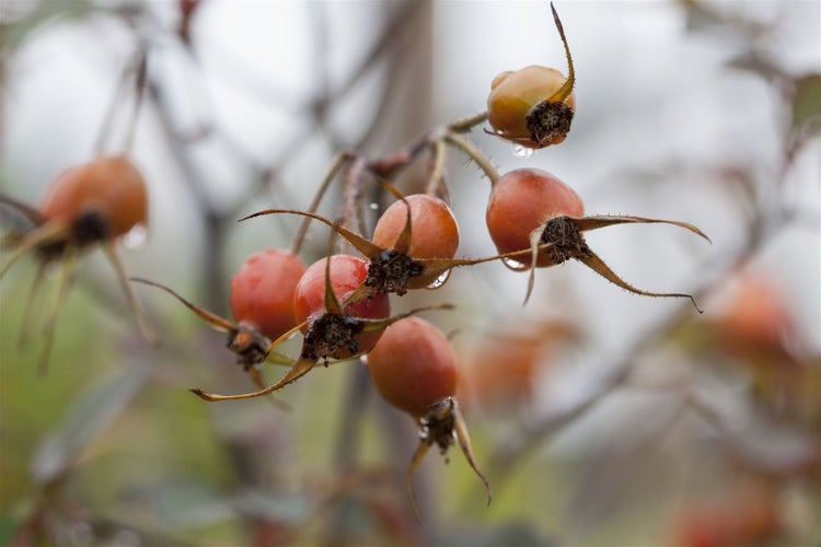Rosa glauca, Rotblattrose, 40–60 cm