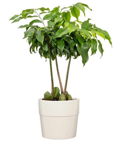 Scheurich Groove 30, Blumentopf/Pflanzkübel, rund,  aus Kunststoff Farbe: Avorio, 28 cm Durchmesser, 26 cm hoch,