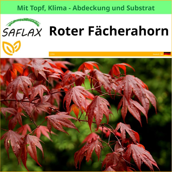 Roter Fächerahorn der Marke Saflax im Topf mit Klimaabdeckung und Substrat.