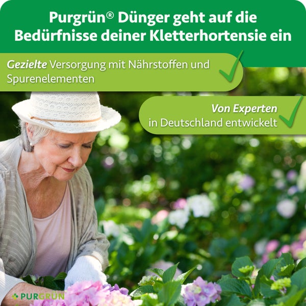 Eine ältere Frau mit Hut pflegt im Garten eine Kletterhortensie, beworben durch Purgrün Dünger für gezielte Nährstoffversorgung.