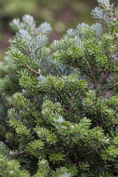 Abies koreana 'Silberperl', Koreatanne, silberne Nadeln, 12–15 cm