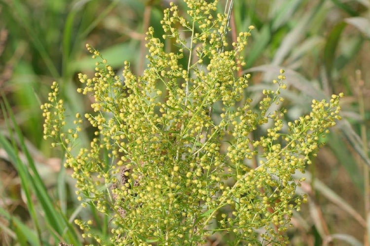 SAFLAX  - Chinesischer Beifuß Qing Hao - Artemisia annua - 250 Samen