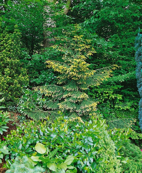 Picea orientalis 'Aureospicata', Orientalische Fichte, goldene Triebe, 60 cm