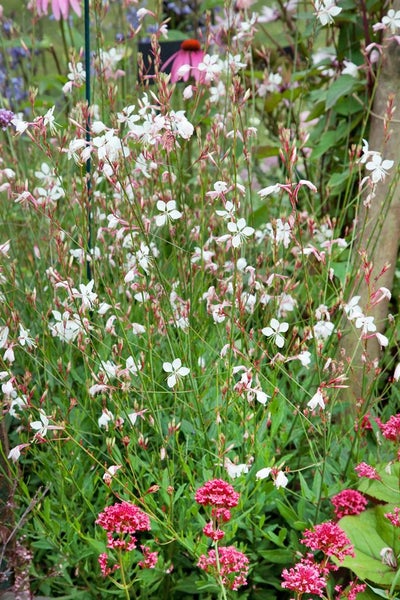 Gaura lindheimerii 'Summer Breeze', Prachtkerze, ca. 9x9 cm Topf