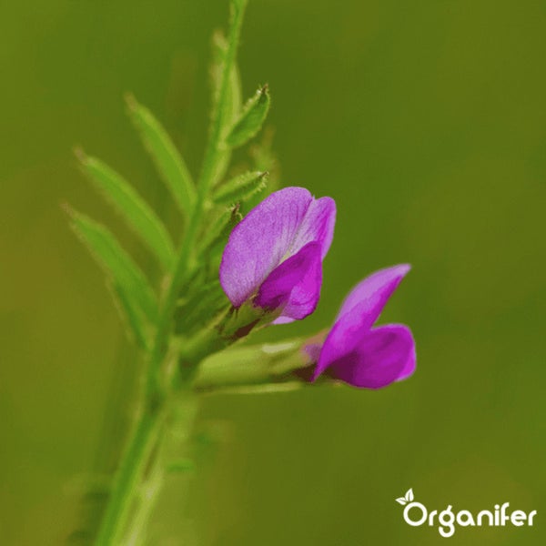 Blütenstand des Knöterichs mit roten Blütenblättern und weißen Blüten
