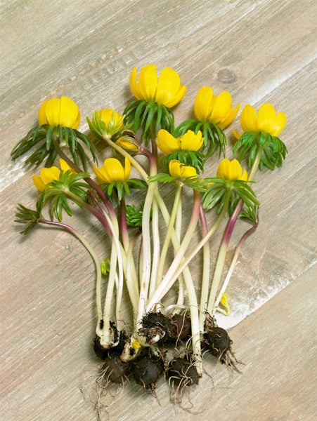 Eranthis cilicica, Winterling, gelb, ca. 9x9 cm Topf