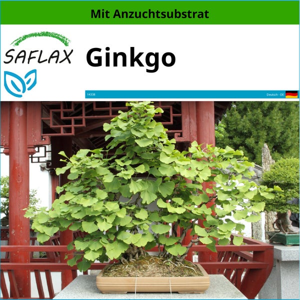 SAFLAX  - Ginkgo - Ginkgo biloba - 4 Samen - Mit keimfreiem Anzuchtsubstrat