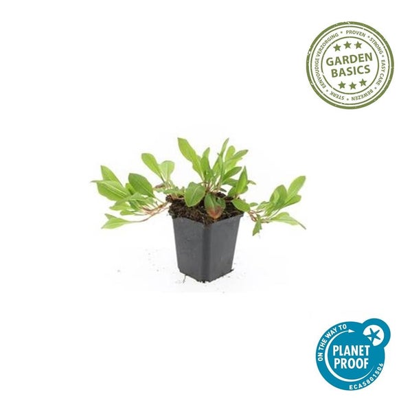 Kleine grüne Gartenpflanze im schwarzen Kunststofftopf mit Garden Basics Siegel für einfache Pflege und PlanetProof Zertifizierung.