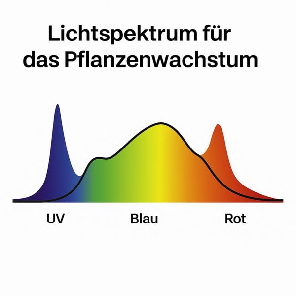 Grafik zum Lichtspektrum für das Pflanzenwachstum mit Fokus auf Ultraviolett, Blau und Rot.