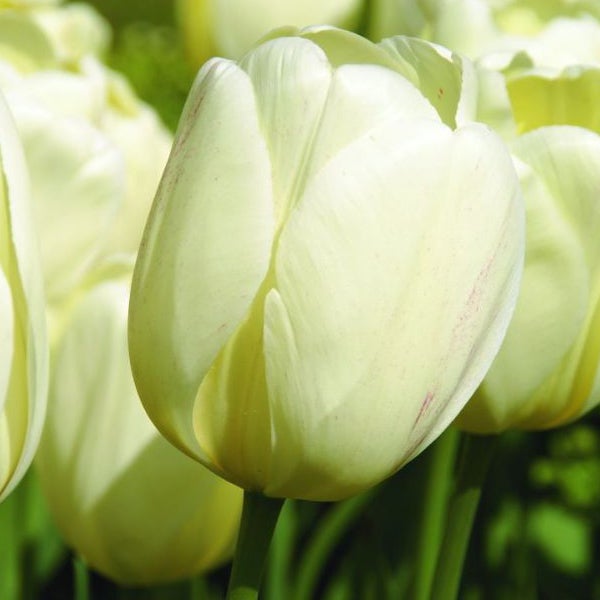 Nahaufnahme einer weißen Tulpenblüte