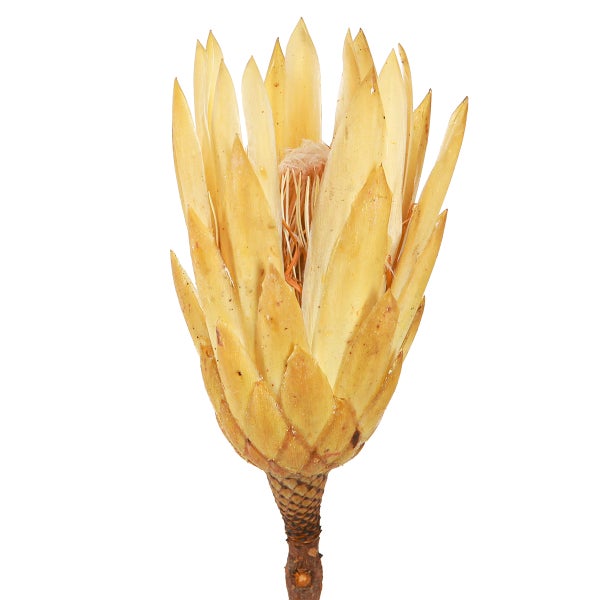 Protea Blume