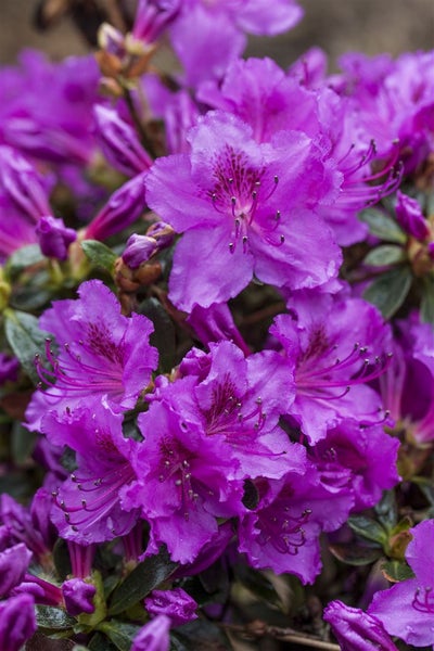 Rhododendron obt. 'Diamant Rosa', rosa Blüten, 20–25 cm