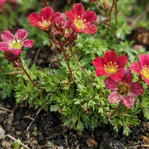 Moos-Steinbrech Saxifraga arendsii mit roten Blüten und grünem Laub.