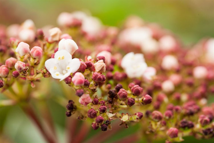 Viburnum tinus 'Purpurea', Lorbeer-Schneeball, immergrün, 20–30 cm