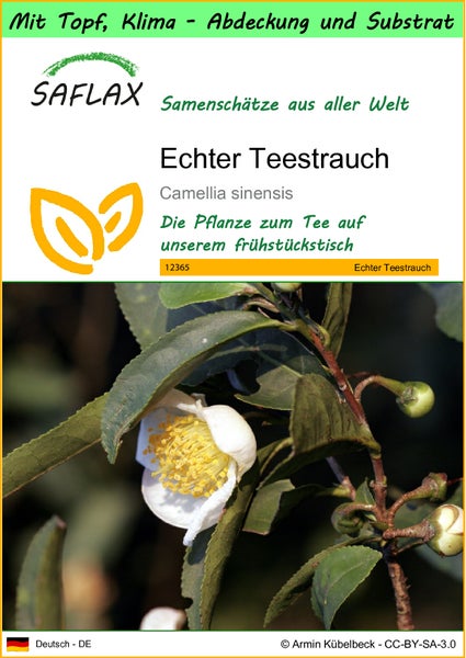 SAFLAX Garden to go - Echter Teestrauch - Camellia sinensis - 6 Samen - Mit Topf, Klima - Deckel und Anzuchtsubstrat