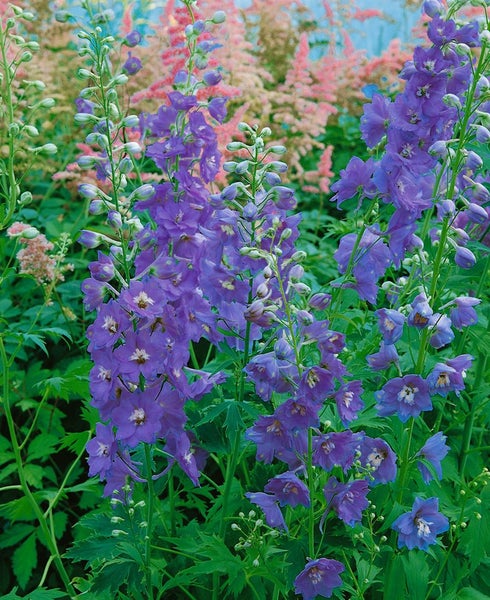 Delphinium Pacific 'Guinevere', Rittersporn, rosa, ca. 11x11 cm Topf