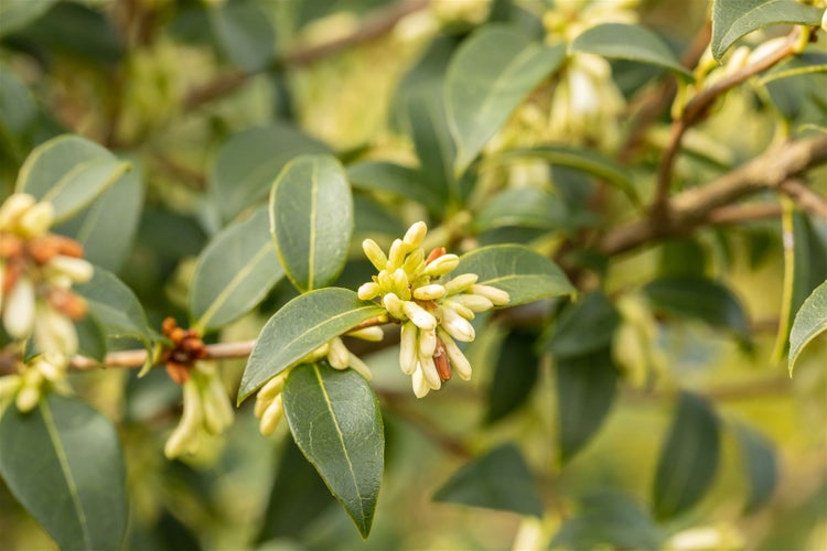 Osmanthus burkwoodii, Duftblüte, immergrün, 40–60 cm