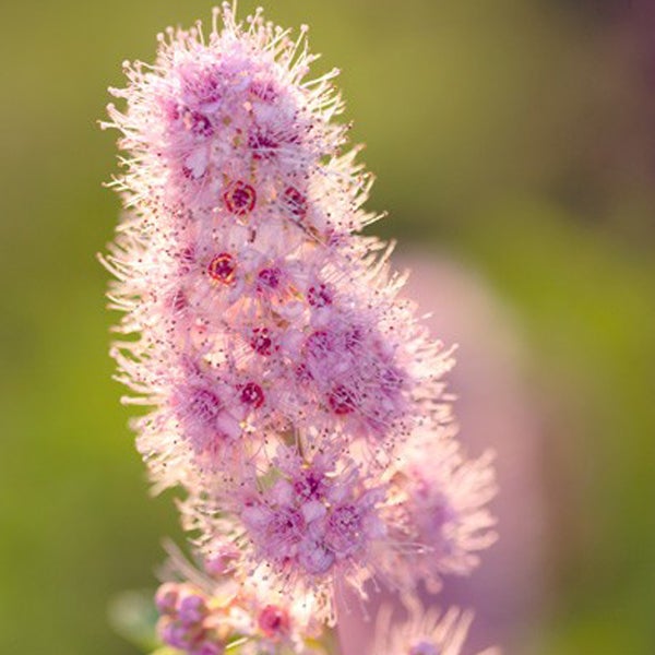 Nahaufnahme einer blassrosa Spierblüte
