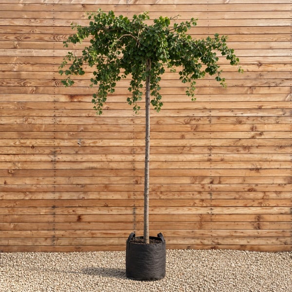 Ginkgo biloba Pendula als Hochstamm in einem Pflanzsack vor einer Holzwand
