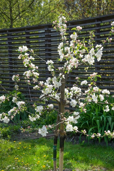 Malus 'Gravensteiner', Apfelbaum, 150–200 cm