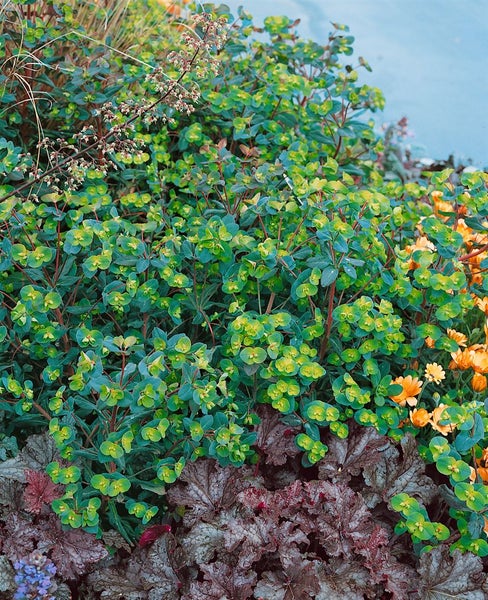 Gartenlandschaft mit Wolfsmilchgewächsen und anderen Pflanzen
