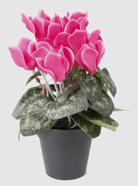 Symbol für Zimmerpflanzen